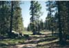 pines and more pines
